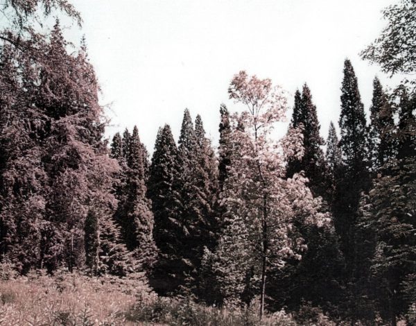 Udalosti, ktoré predchádzali založeniu arboréta