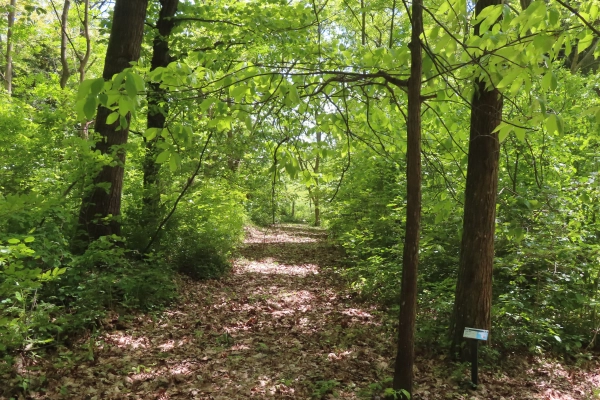 Lesnícke arborétum Kysihýbeľ 