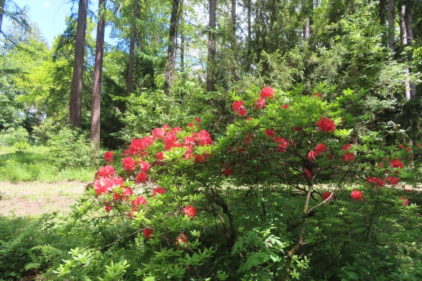 Lesnícke arborétum Kysihýbeľ 