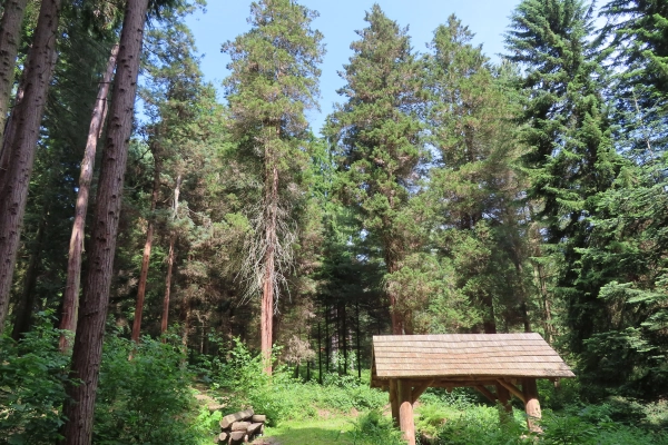 Lesnícke arborétum Kysihýbeľ 