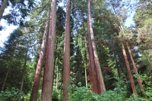 Lesnícke arborétum Kysihýbeľ 