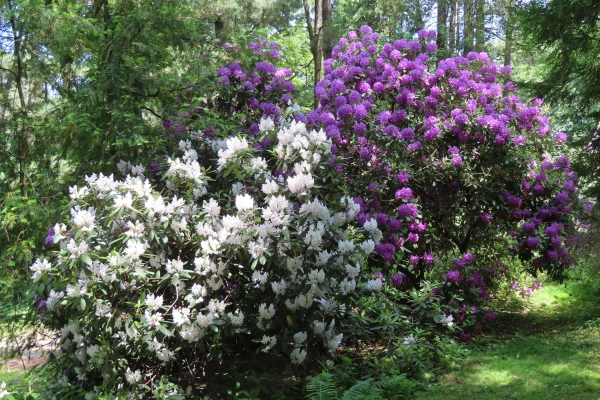 Lesnícke arborétum Kysihýbeľ 