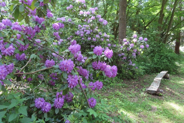 Lesnícke arborétum Kysihýbeľ 