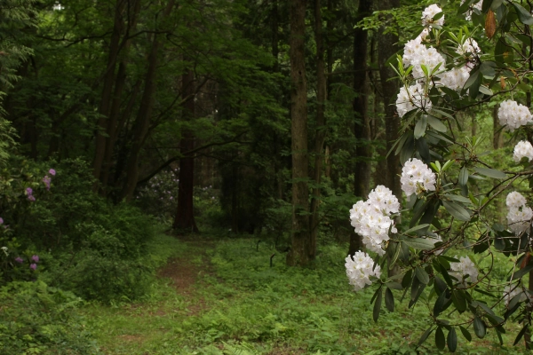 Lesnícke arborétum Kysihýbeľ 