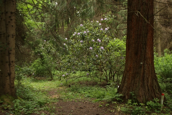 Lesnícke arborétum Kysihýbeľ 