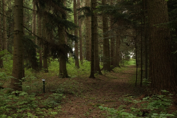 Lesnícke arborétum Kysihýbeľ 
