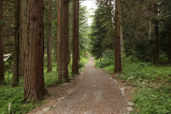 Lesnícke arborétum Kysihýbeľ 