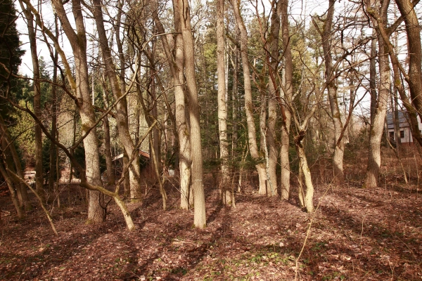 Lesnícke arborétum Kysihýbeľ 