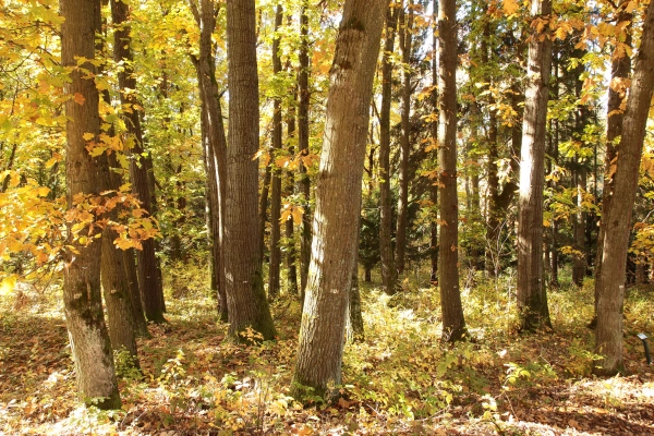Lesnícke arborétum Kysihýbeľ 